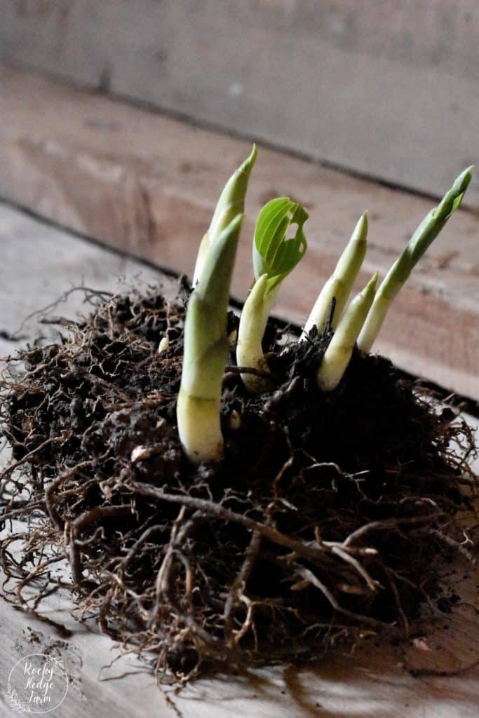 Split Hostas in the Spring