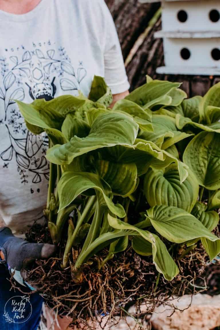 How to Split Hostas