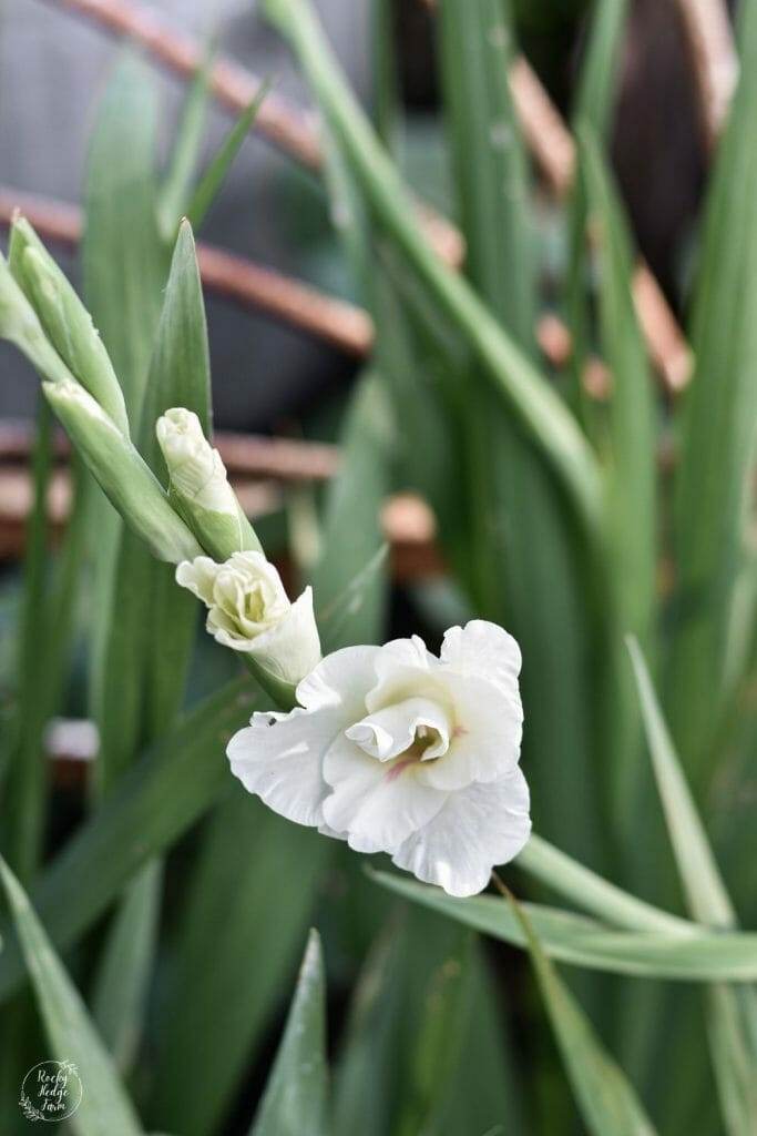 A white gladiolus flower surrounded by a cluster of buds, promising more blooms to come in the days ahead.