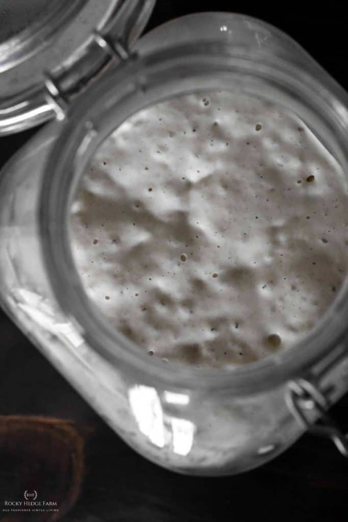 all purpose flour sourdough starter