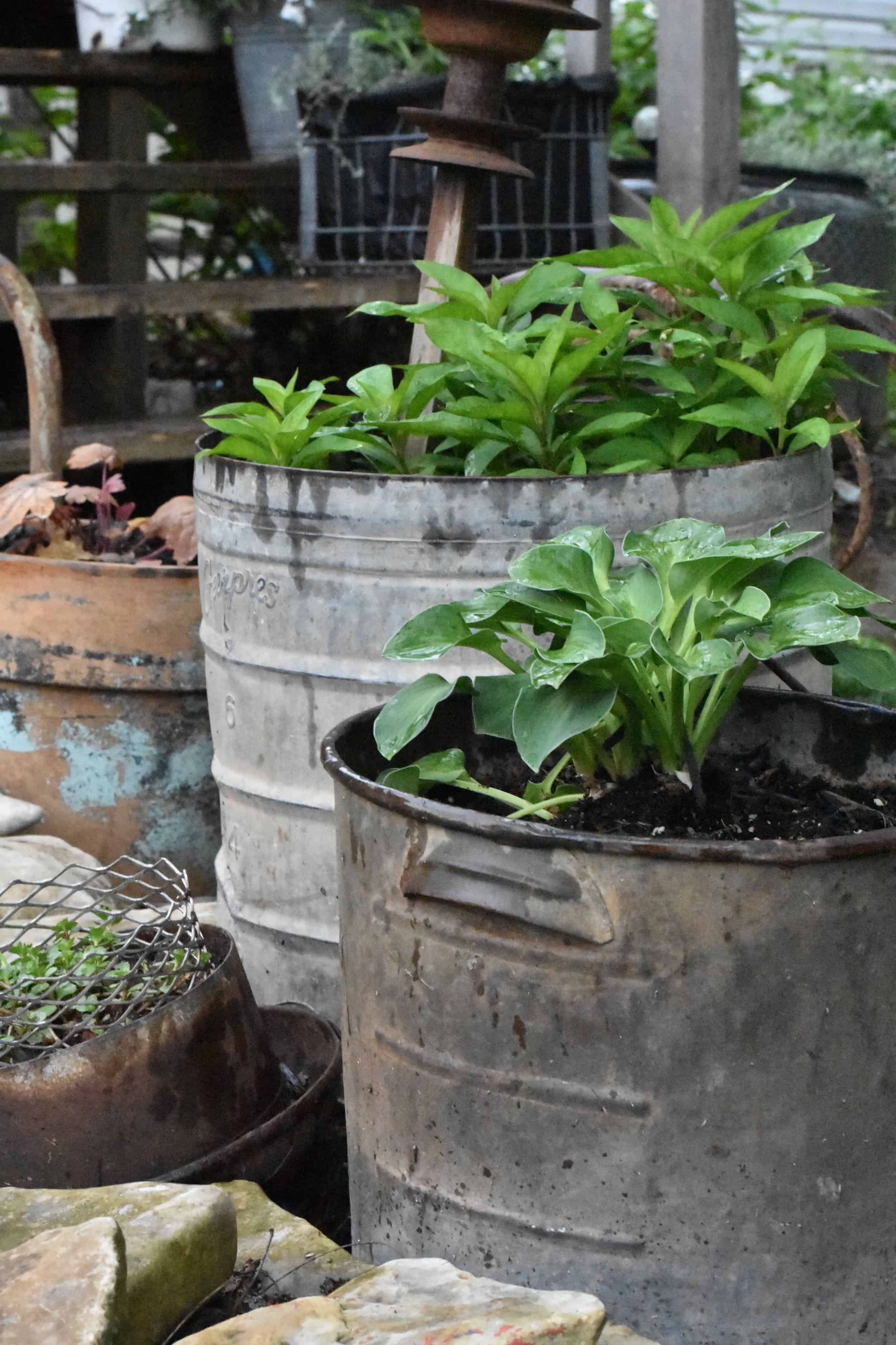 Galvanized Bucket Planters For The Garden Rocky Hedge Farm