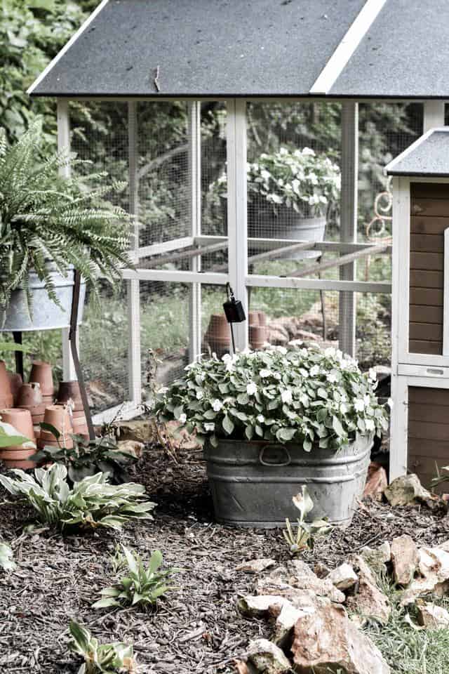 Low Maintenance Shade Garden Flowers - Rocky Hedge Farm