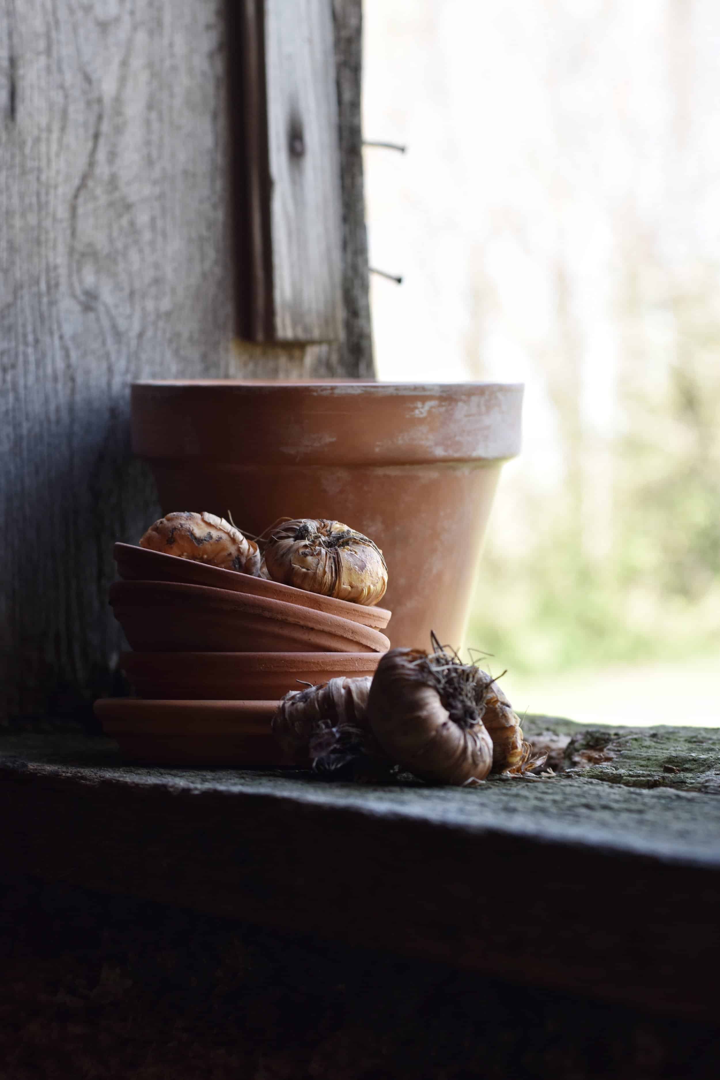 How to Plant Gladiolus Corms - Rocky Hedge Farm