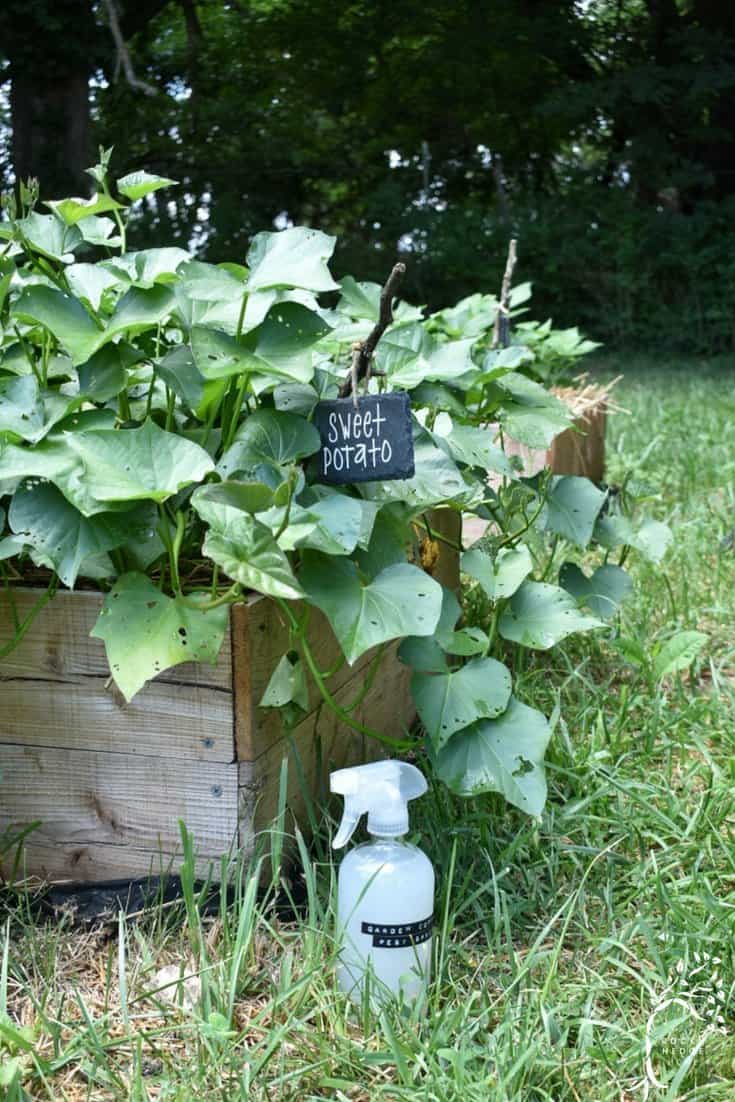 Close-up of damaged sweet potato leaves, a sign of insect infestation. A homemade bug spray sits beside it, ready for treatment.