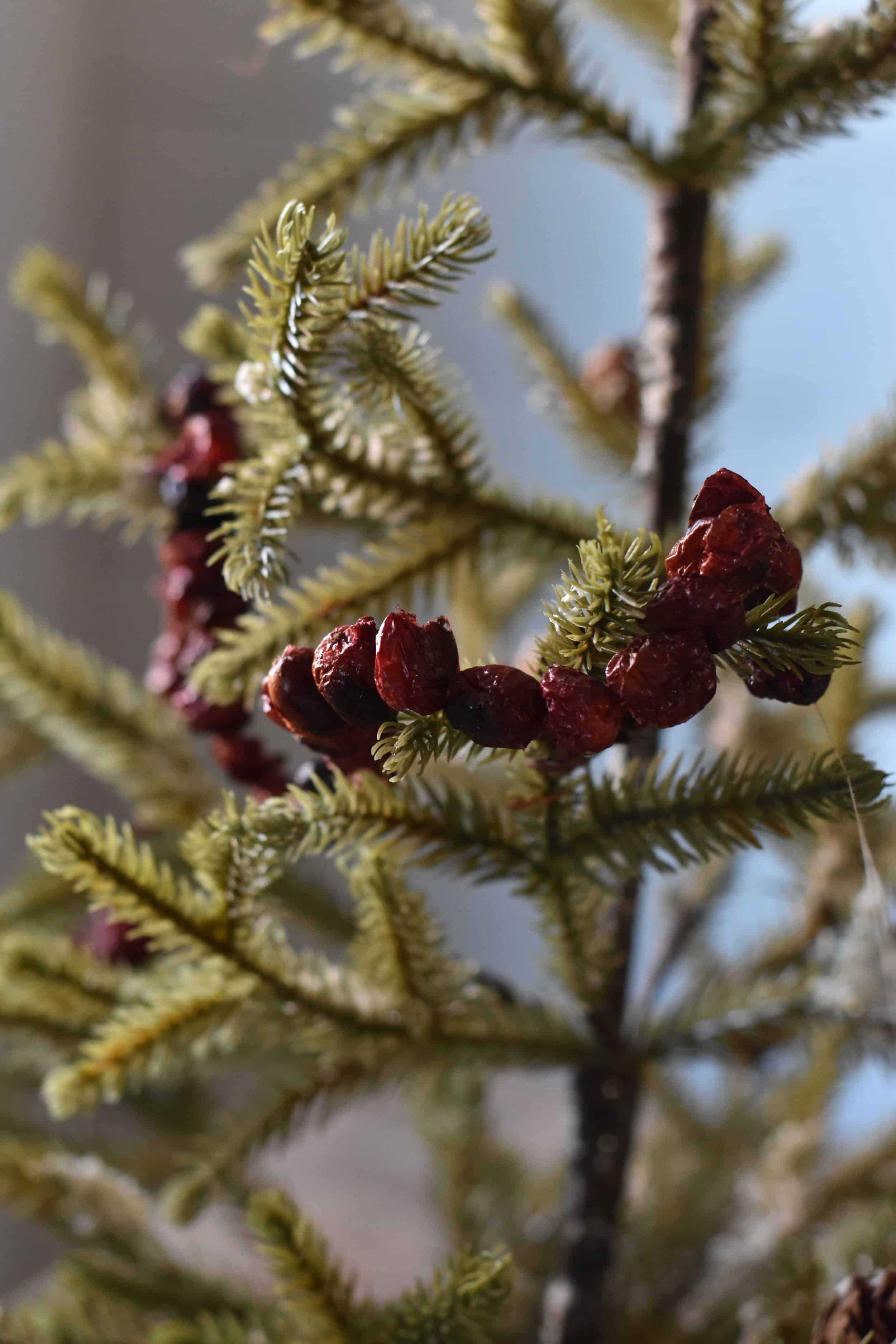 How To Dry Cranberries For Decorating Rocky Hedge Farm