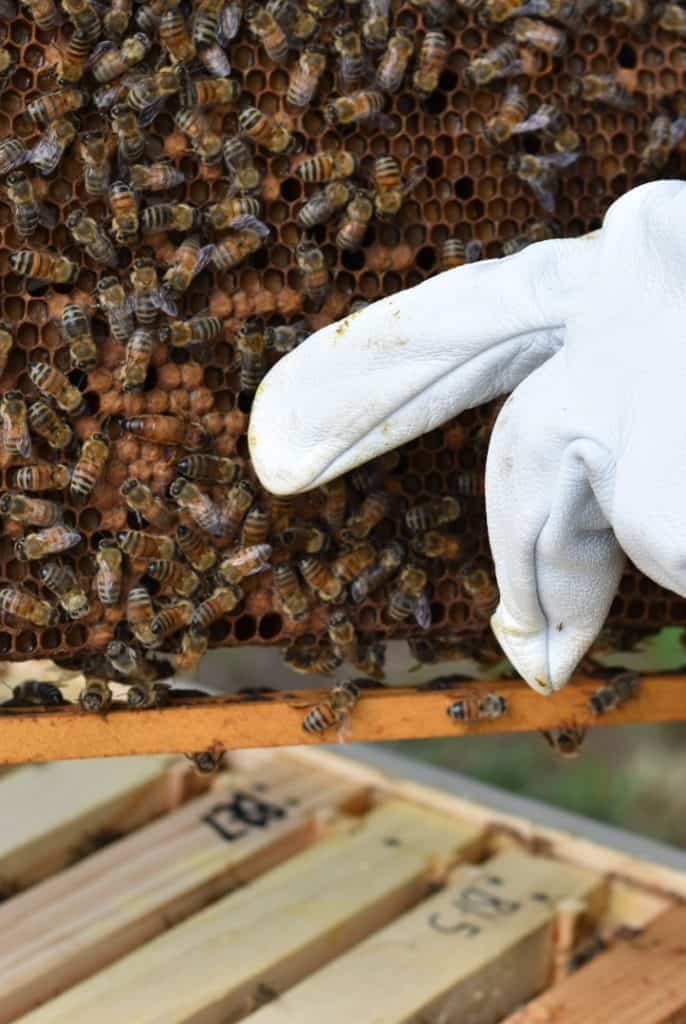 Backyard Beekeeping for Beginners | Rocky Hedge Farm