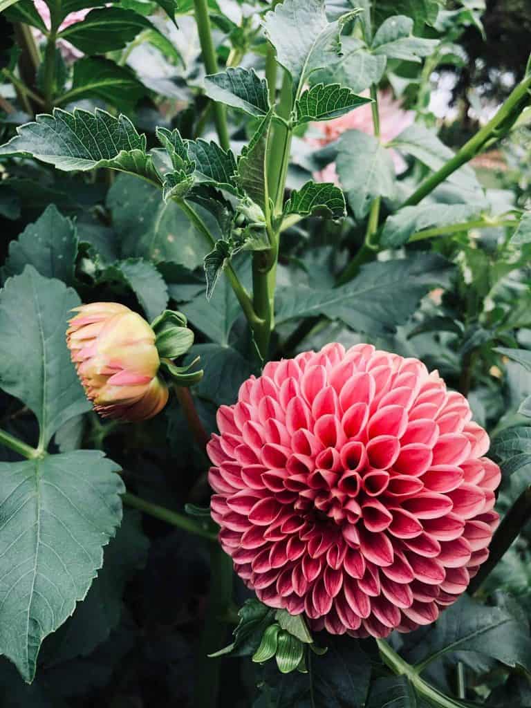 Can Dahlias Grow In Full Sun at Glen Daigle blog