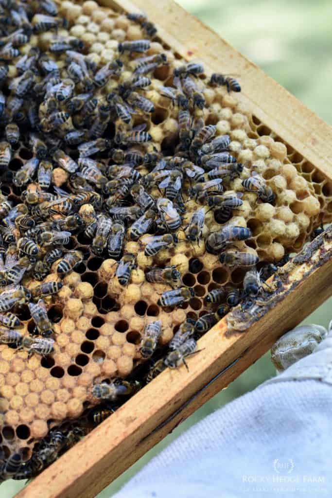 Honey Bee Brood