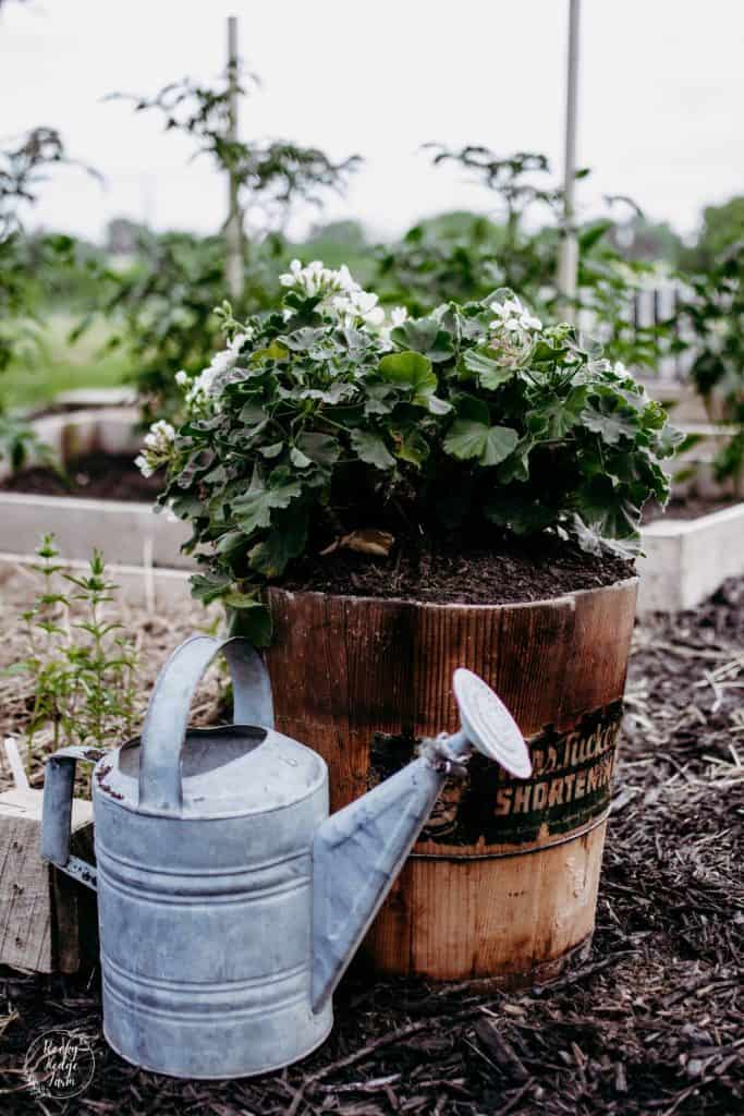 Old Wooden Container Filled with White Geraniums