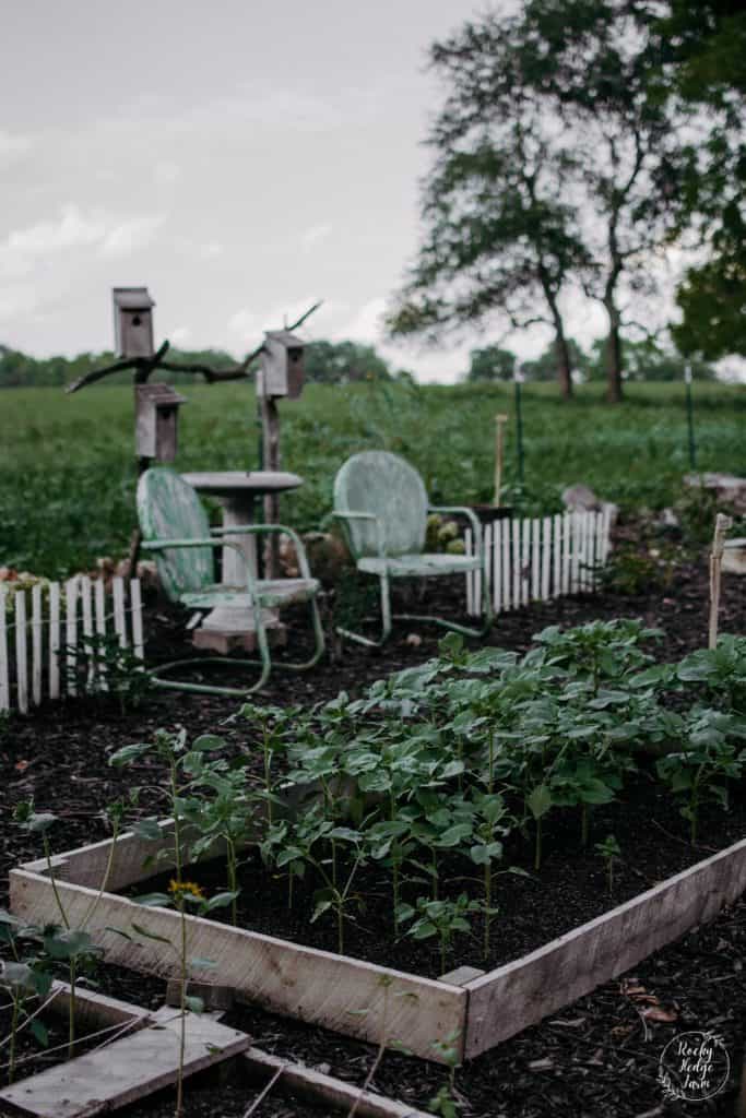 2 old metal green chairs in a vegetable garden