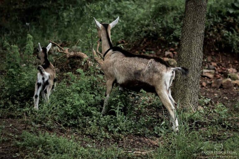 Dairy Goats on the Homestead