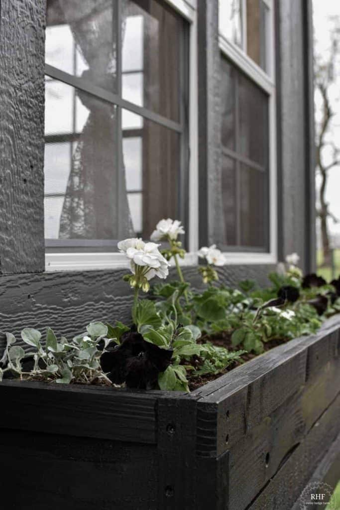 arrange window box flowers