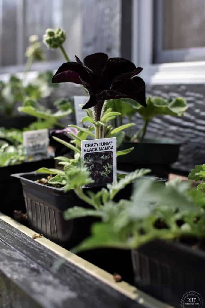 window box planting