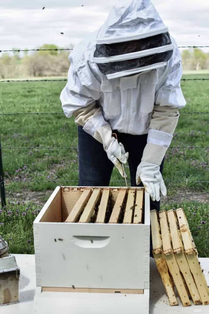 Parts Of A Langstroth Beehive Structure 2022 