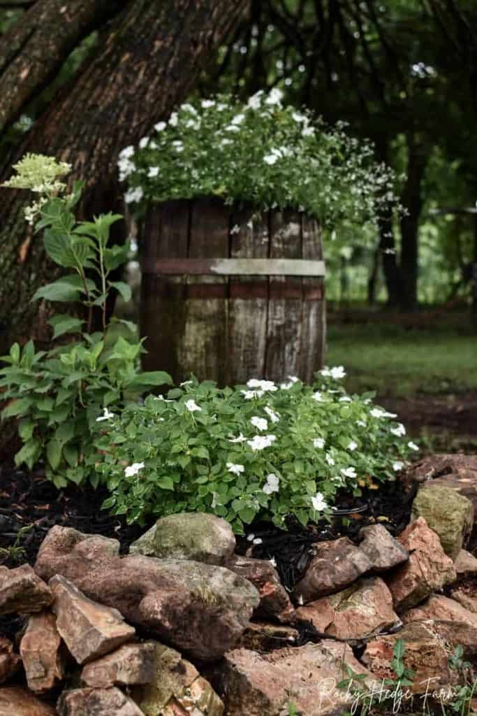 barrel planter ideas