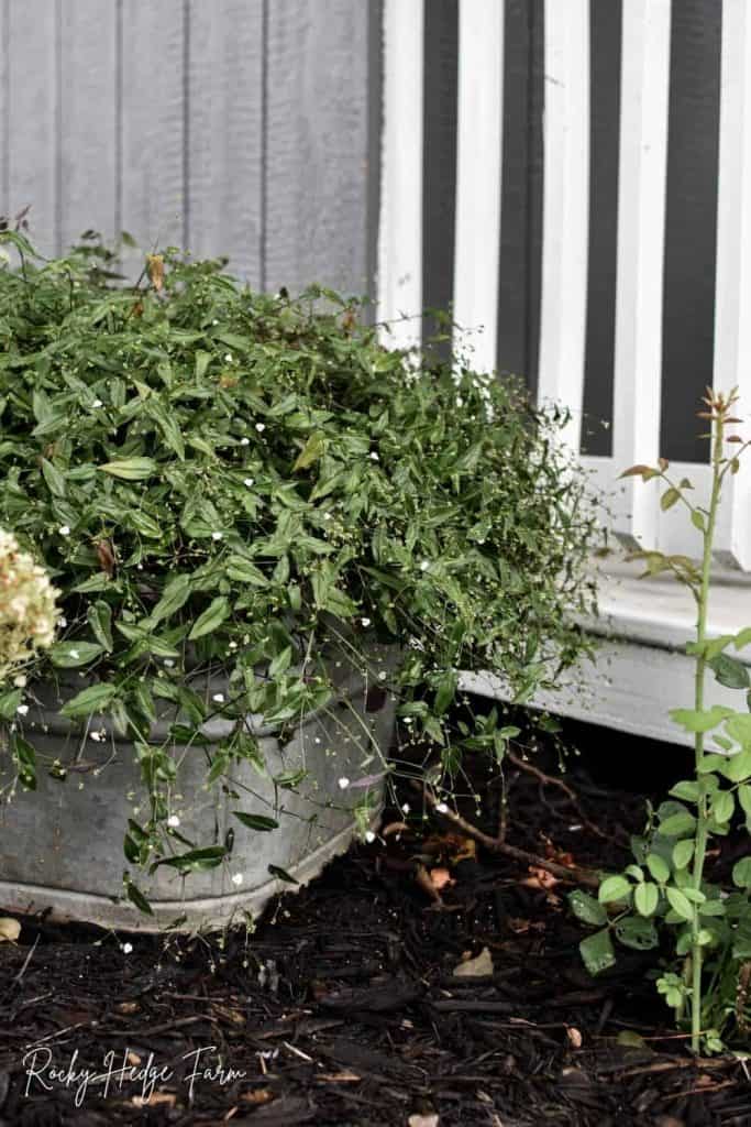 square washtub for planting flowers