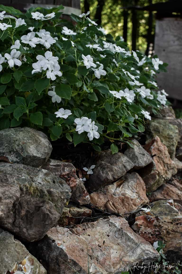 Planting Impatiens