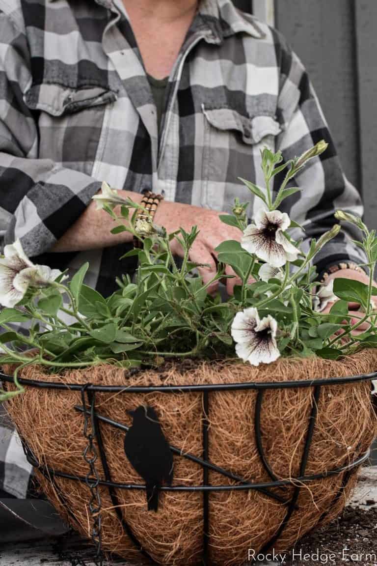 How to Make Petunia Basket