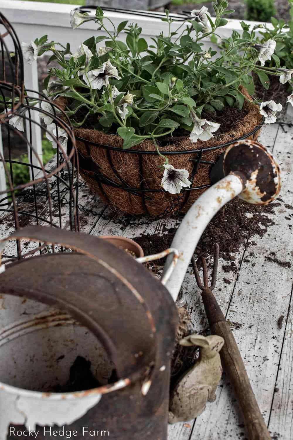 How to Make a Petunia Hanging Basket - Rocky Hedge Farm