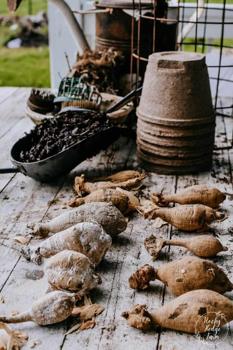 Planting Dahlia Tubers in the Ground