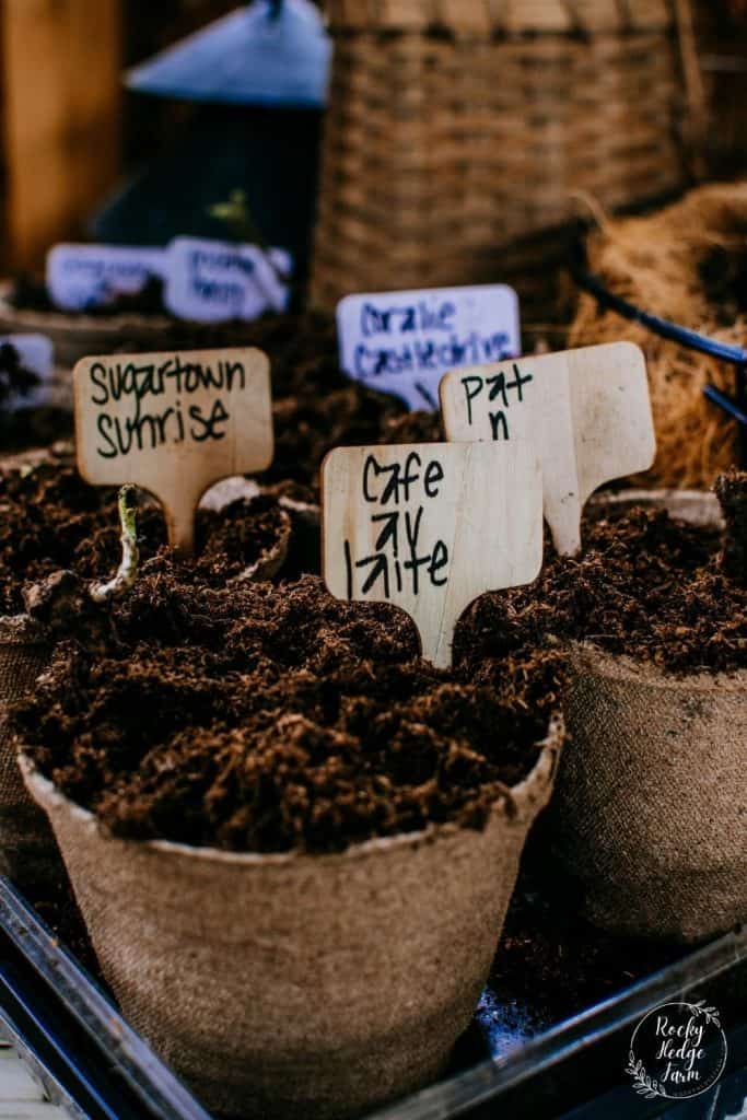 Starting Dahlias in Pots