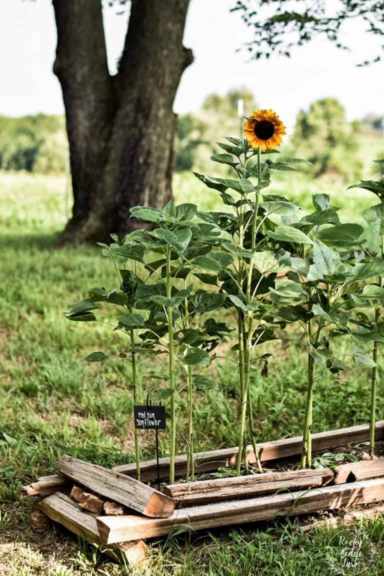 How to Plant Sunflower Seeds Rocky Hedge Farm