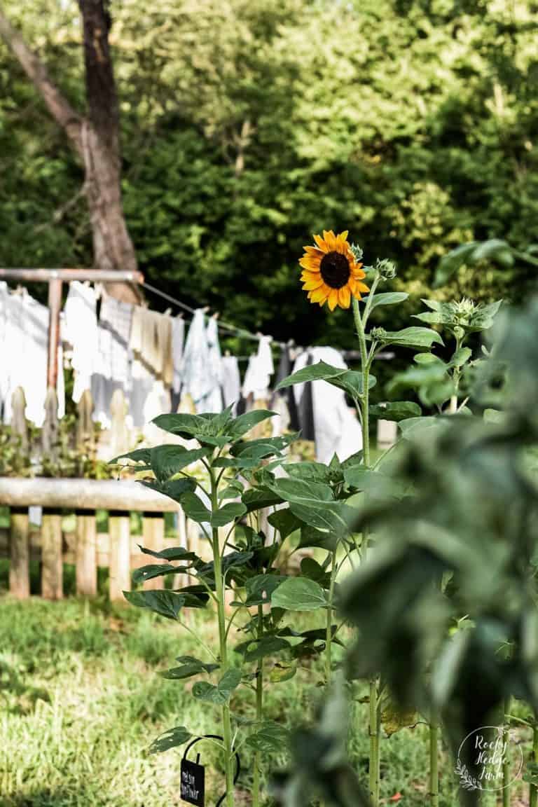 how to grow sunflowers