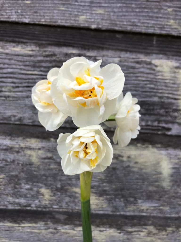 Bridal Crown Narcissus