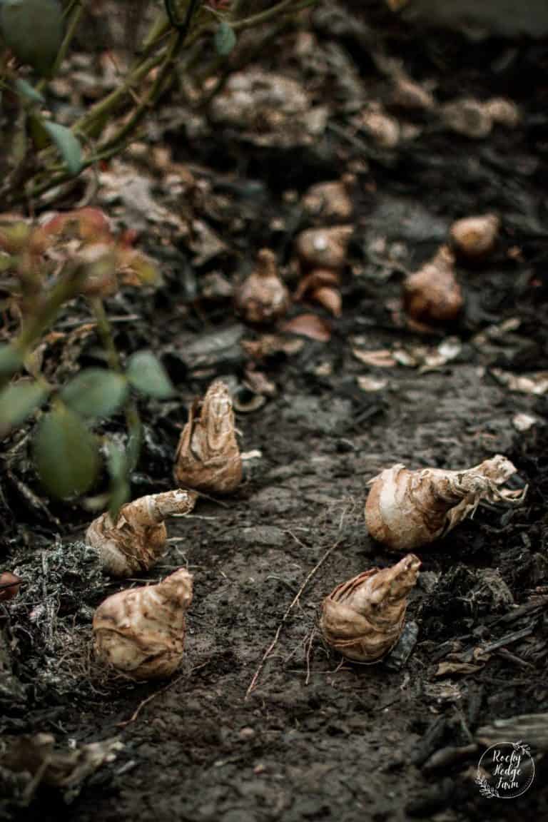 Cluster of Daffodil Bulbs