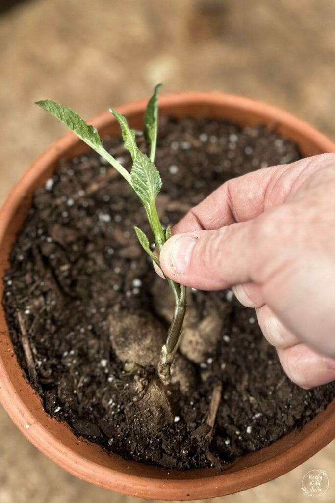 Taking a cutting from a dahlia plant