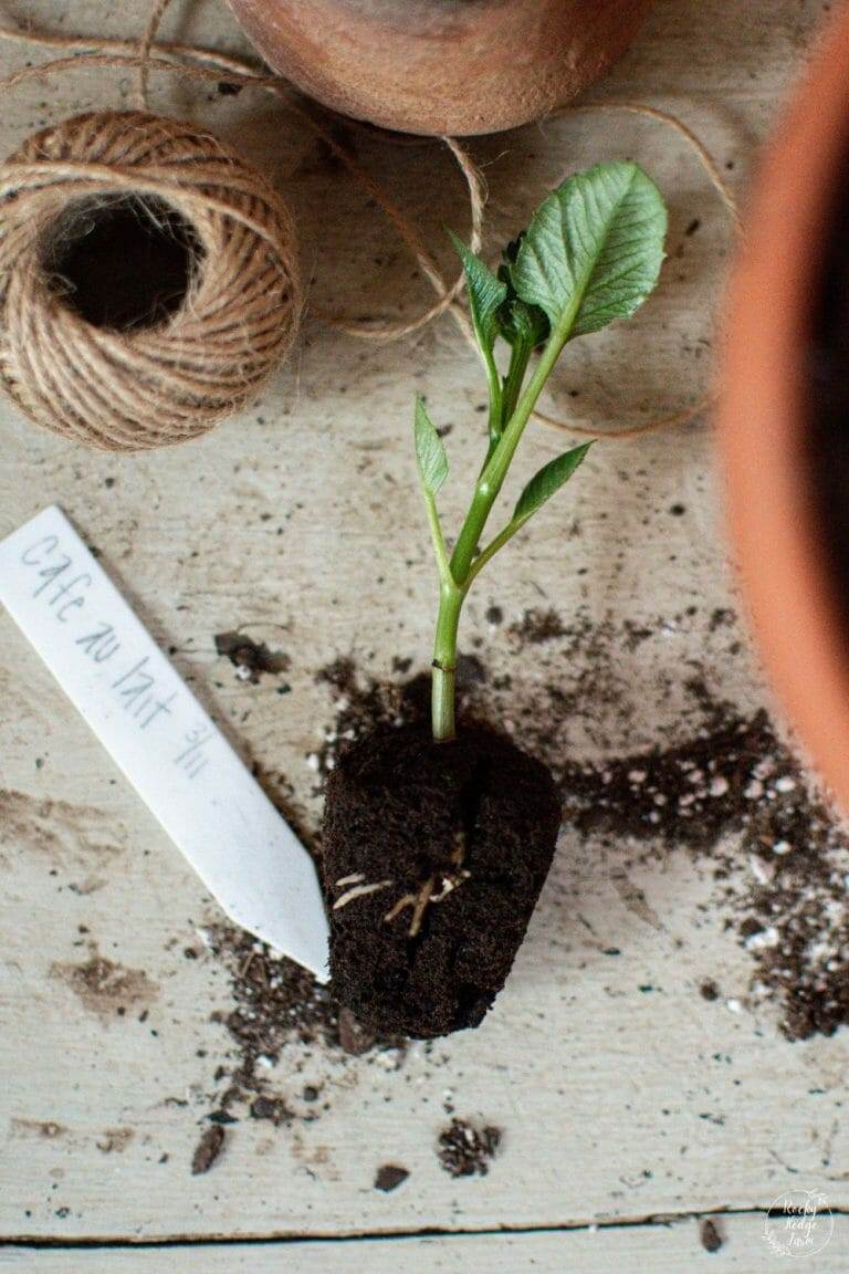 Dahlia Cutting with Roots