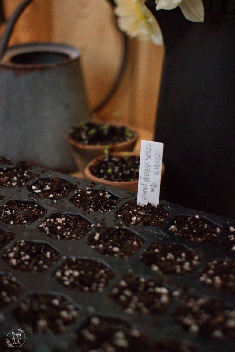 How to Grow Flowers From Seed