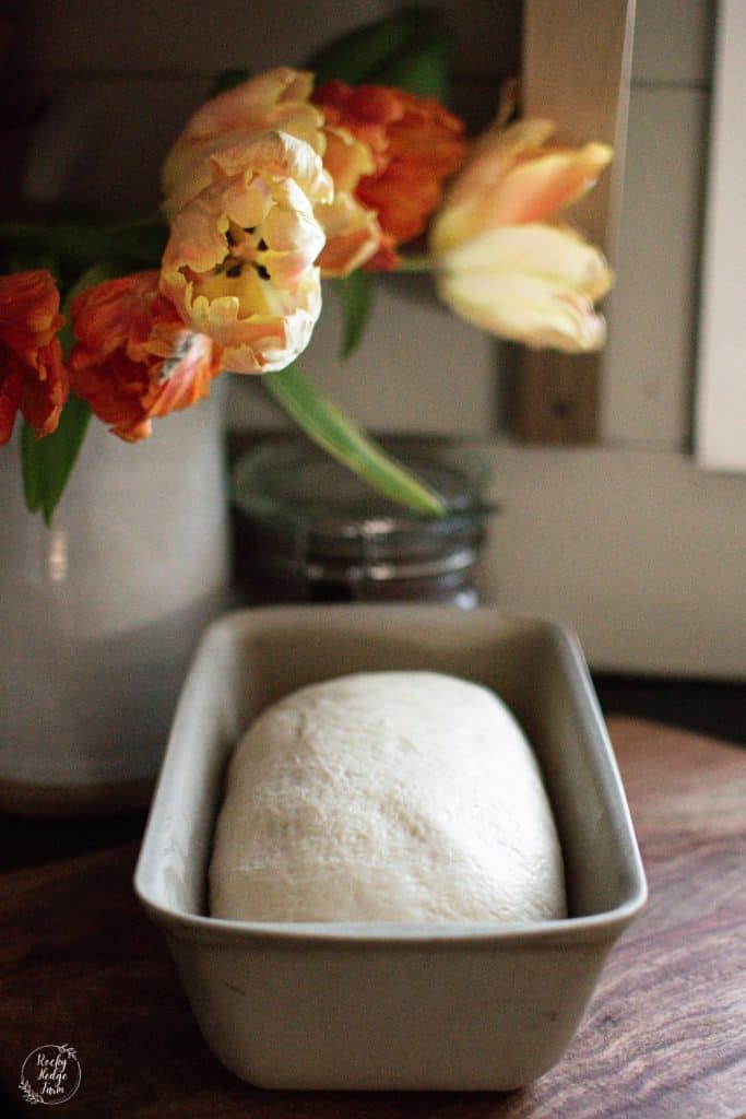 sourdough sandwich loaf rising