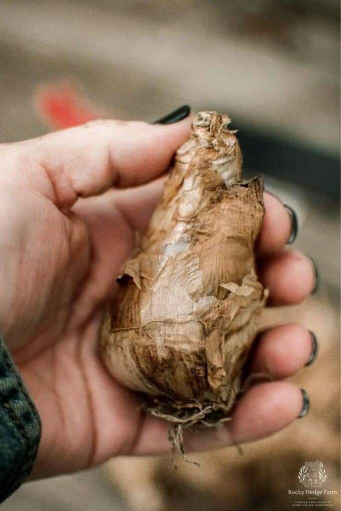 holding a daffodil bulb in my hand