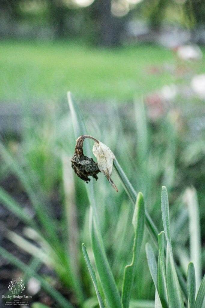 Fading daffodils gracefully transitioning to their end