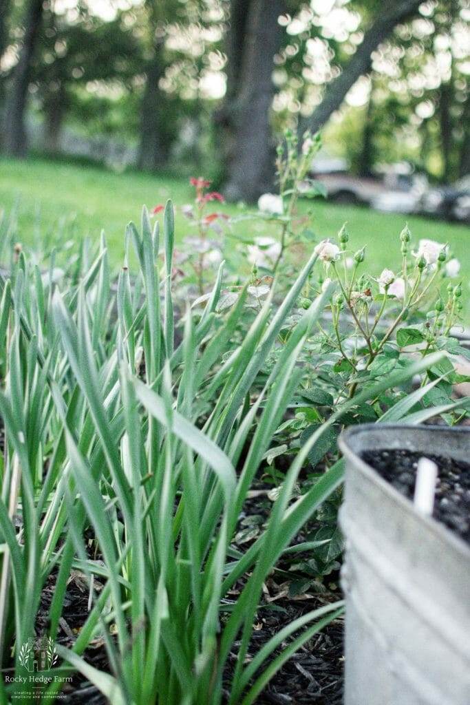 Drooping daffodil leaves, a natural part of their lifecycle