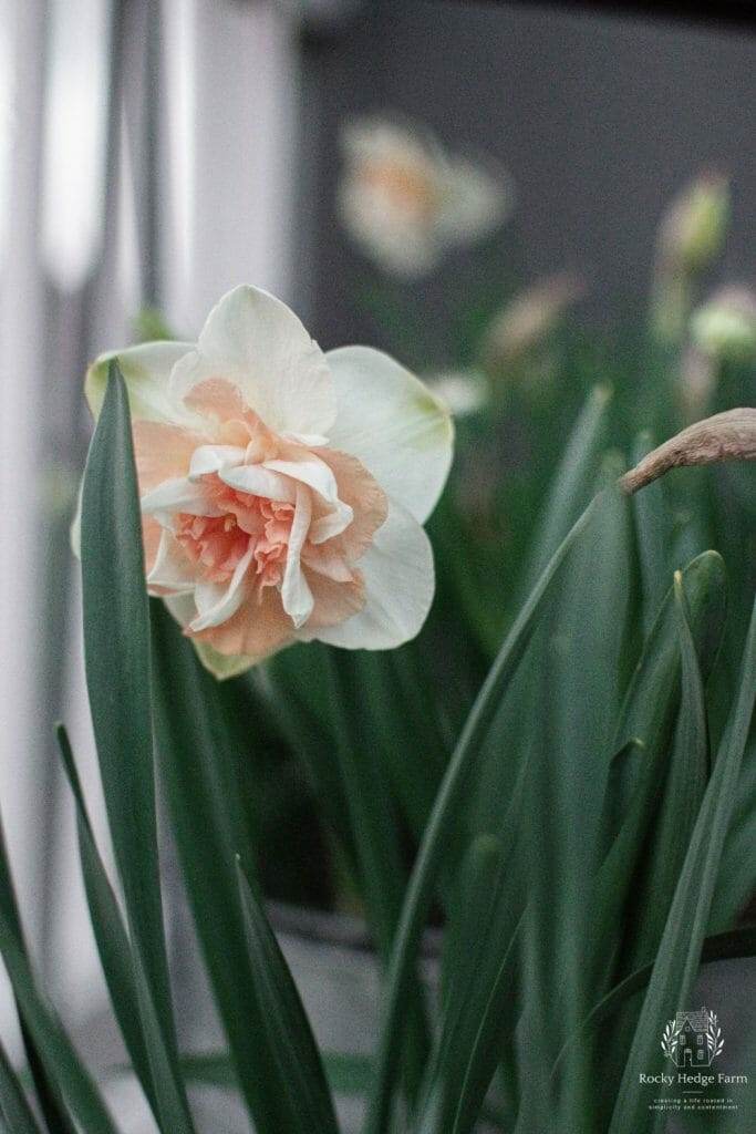 Cheerful daffodils showcasing their vibrant colors