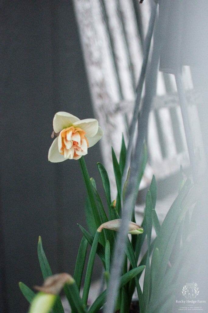 A single stem white daffodil with an orange center growing in the garden