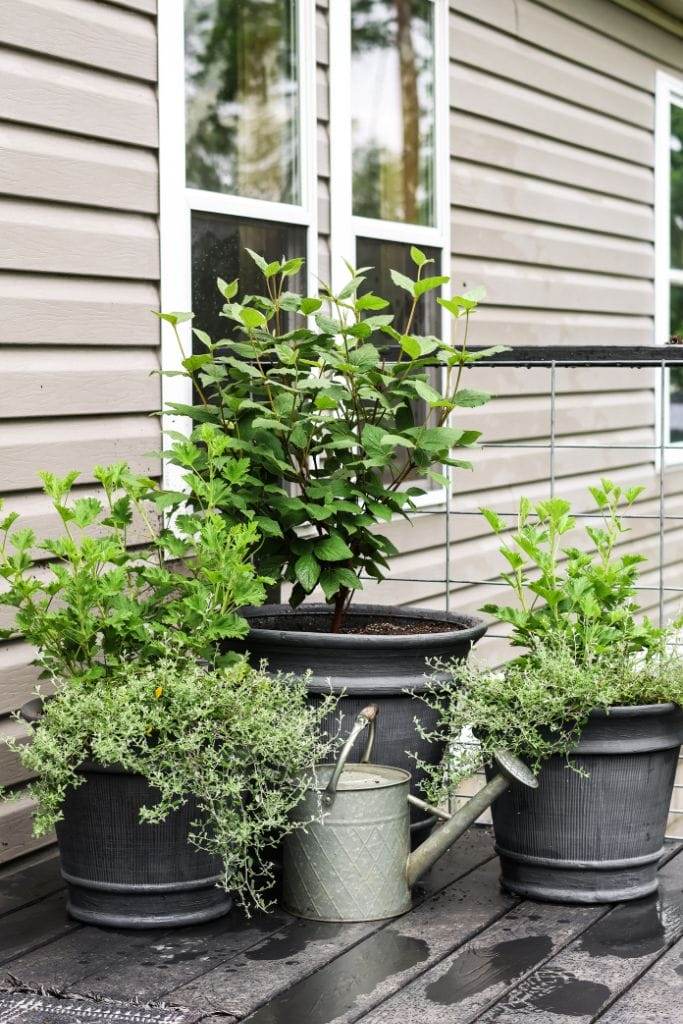 I've arranged three planters to create a welcoming entrance.  