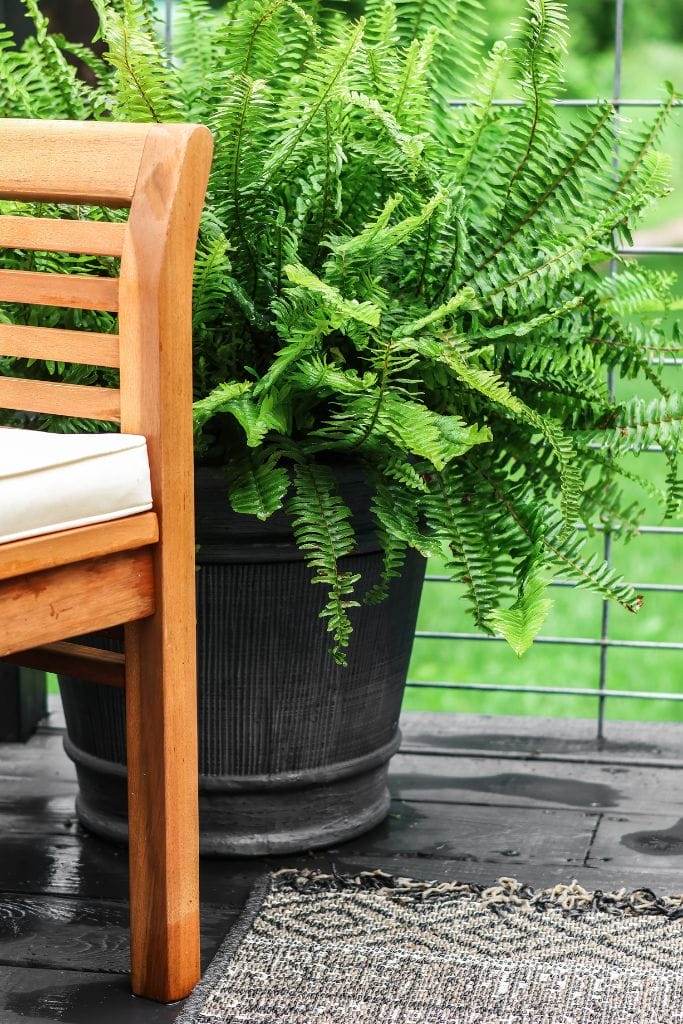 Upright green Kimberly Queen ferns in planters flanking porch chairs.